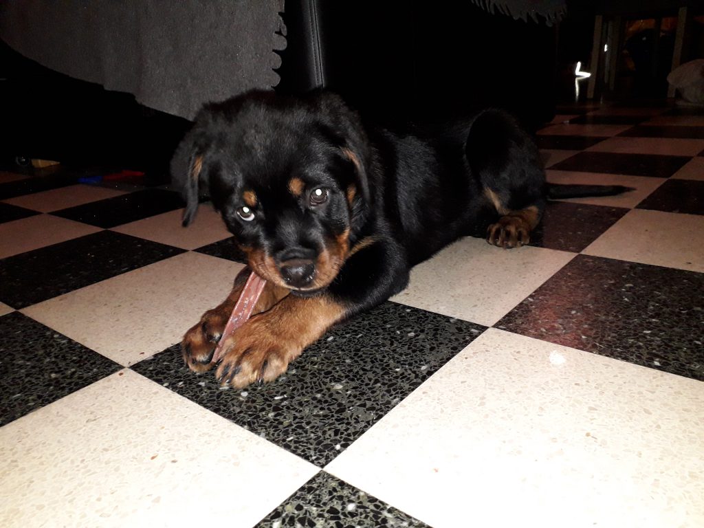 rottweiler puppy te koop
